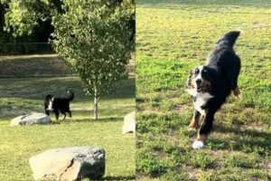 Se perdió en un parque y su reacción al reencontrarse con su dueño enterneció a todos en las redes​