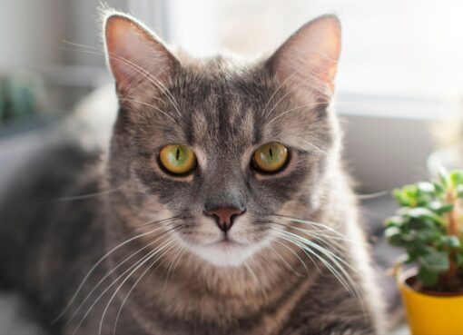 Córdoba: un grupo de vecinos denuncia que personas en situación de calle se comieron a sus gatos