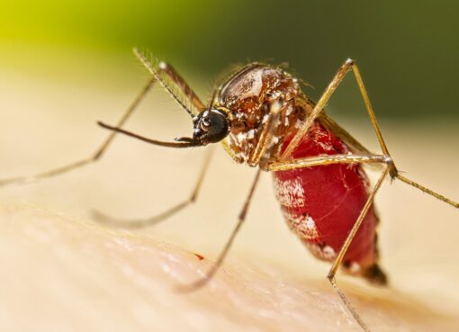 El virus común en el Caribe que tuvo su primer caso autóctono en Nueva York: cuáles son los síntomas