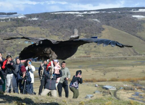 La liberación de Walaq: rescatado por gendarmes, un cóndor volvió a volar a la cordillera