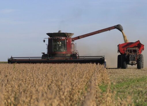 Soja: ventas firmes en la Argentina y señales alcistas desde Chicago