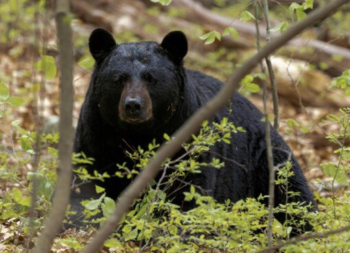 Qué se sabe del avistaje de osos en Florida: la advertencia de las autoridades