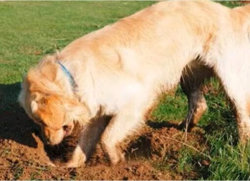Por qué tu perro hace pozos en el jardín, según los expertos