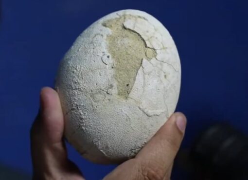 Investigadores del Conicet encontraron un huevo de dinosaurio carnívoro en un excepcional estado de preservación